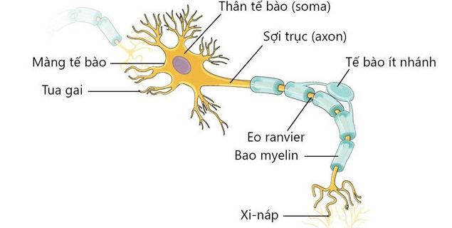 Tại sao xung thần kinh lan truyền trên sợi thần kinh có bao miêlin theo