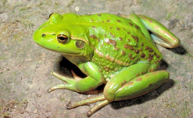 Con ếch đực kêu to nhờ túi âm thanh