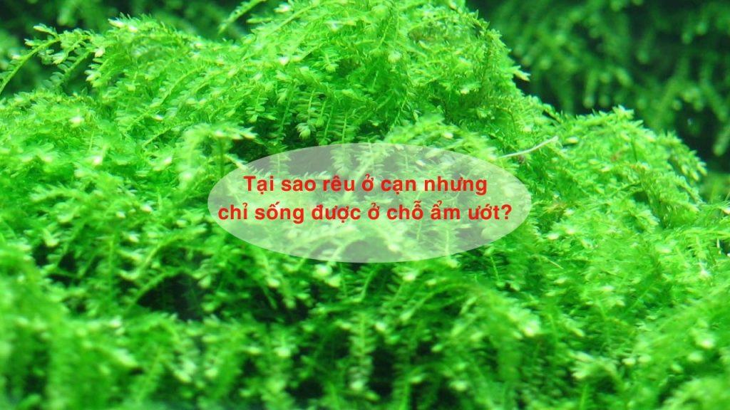 Tại sao rêu ở cạn nhưng chỉ sống được ở chỗ ẩm ướt? 1 tai sao reu o can nhung chi song duoc o cho am uot 3 1