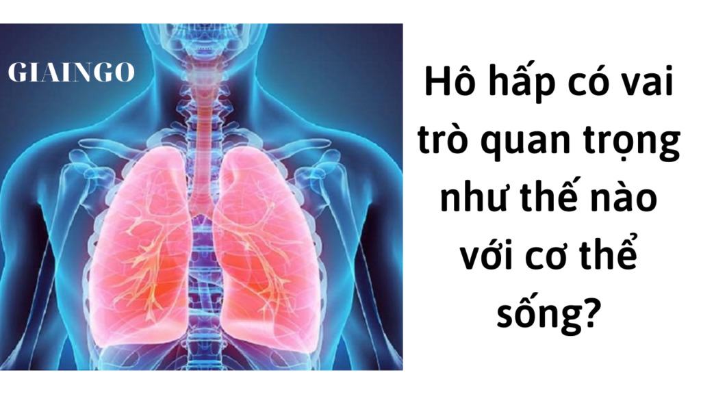 Hô hấp có vai trò quan trọng như thế nào với cơ thể sống?