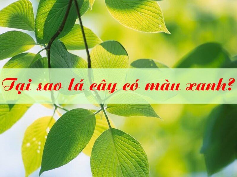 Tại sao lá cây có màu xanh? Những thông tin thú vị về màu xanh của lá cây 1 tại sao lá cây có màu xanh