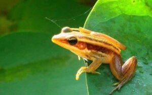 Tại sao ếch thường sống ở những nơi ẩm ướt gần nước và bắt mồi vào ban đêm?