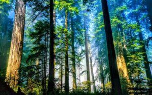 Tại sao người ta lại nói rừng cây như một lá phổi xanh của con người?