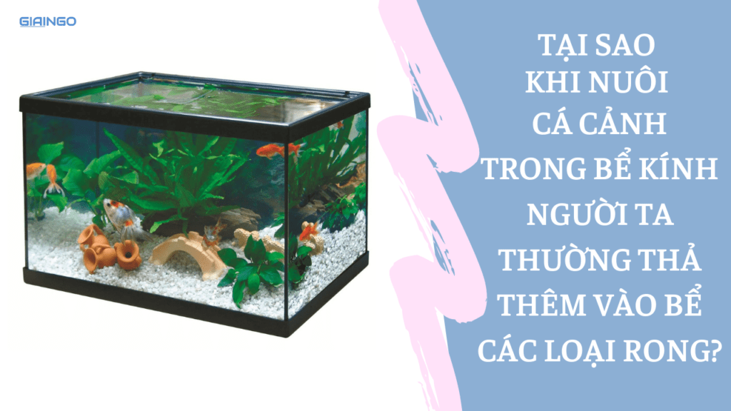 Tại sao khi nuôi cá cảnh trong bể kính người ta thường thả thêm vào bể các loại rong?