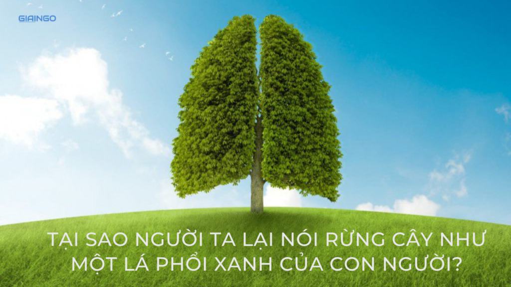 Tại sao người ta lại nói rừng cây như một lá phổi xanh của con người?