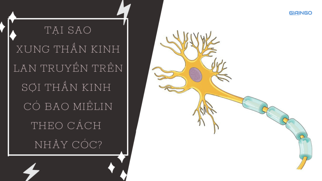 Tại sao xung thần kinh lan truyền trên sợi thần kinh có bao miêlin theo cách nhảy cóc?