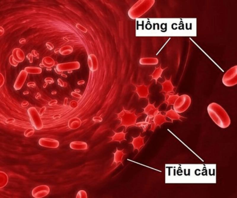 Tiểu cầu tham gia vào việc bảo vệ cơ thể chống mất máu như thế nào?