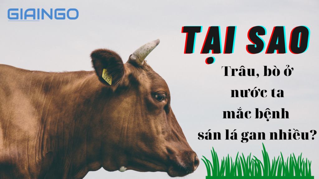 Vì sao trâu bò nước ta mắc bệnh sán lá gan nhiều? 1 Vì sao trâu bò nước ta mắc bệnh sán lá gan nhiều?