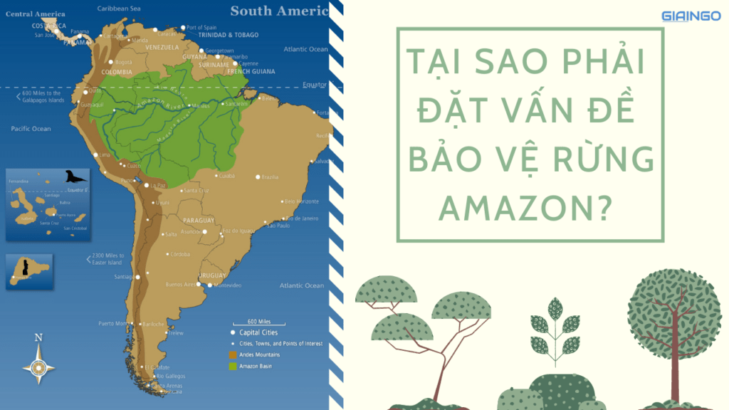 Tại sao phải đặt vấn đề bảo vệ rừng Amazon?