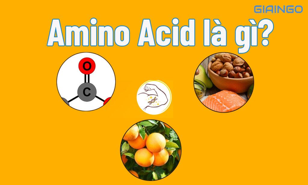 Amino Acid là gì? 4 vai trò của Amino Acid đối với sức khỏe 1 Tìm hiểu Amino Acid là gì?