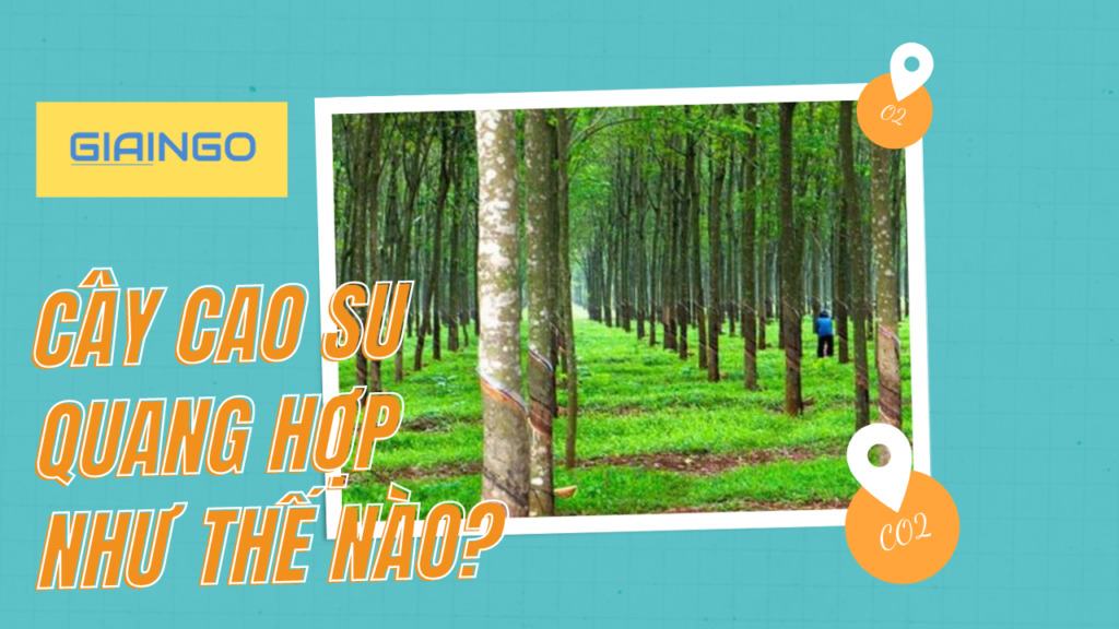Cây cao su quang hợp như thế nào? Cây cao su có thải ra khí CO2? 1 Cây cao su quang hợp như thế nào?