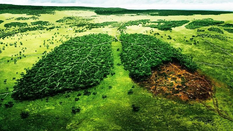 Tại sao phải đặt vấn đề bảo vệ rừng Amazon?