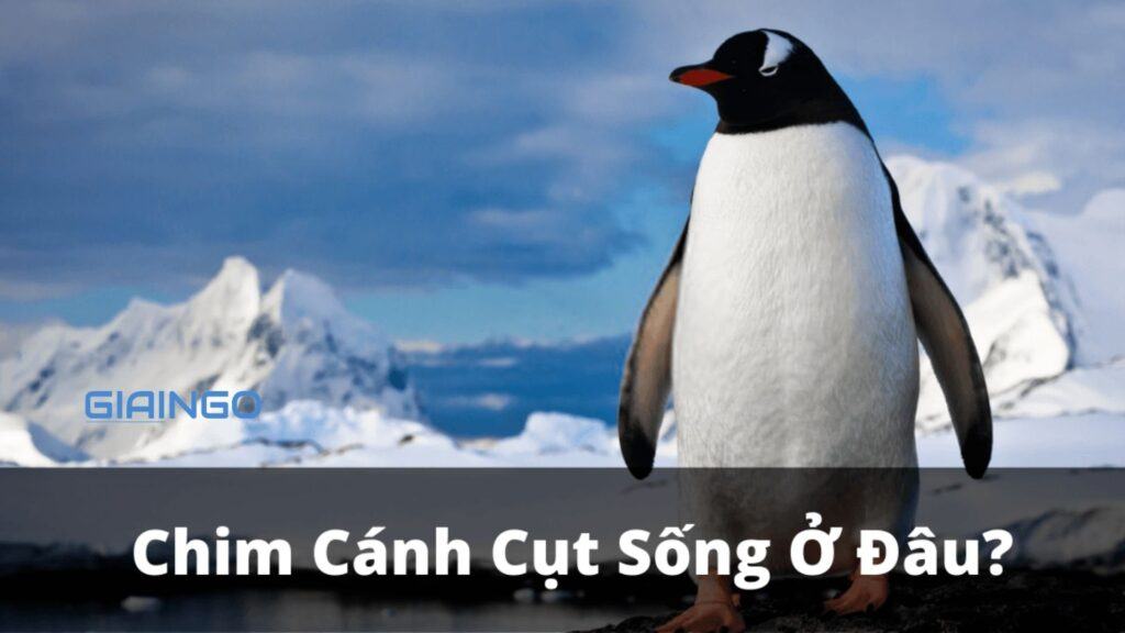 Chim cánh cụt sống ở đâu? Những điều thú vị về chim cánh cụt 1 chim canh cut song o dau