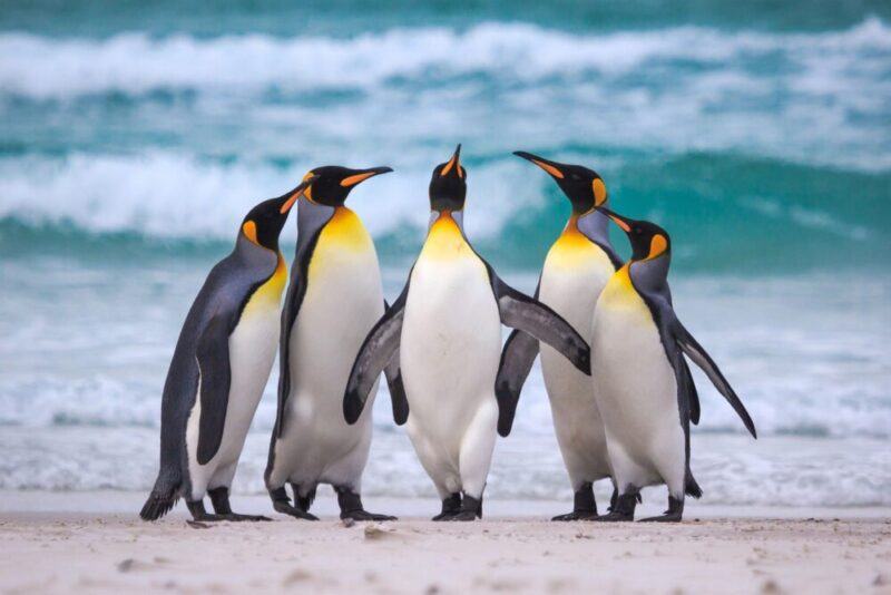 chim cánh cụt sống ở đâu