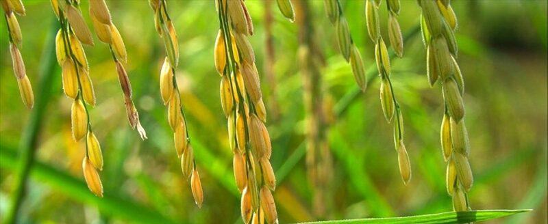 sự ra đời của nghề nông trồng lúa nước có tầm quan trọng như thế nào