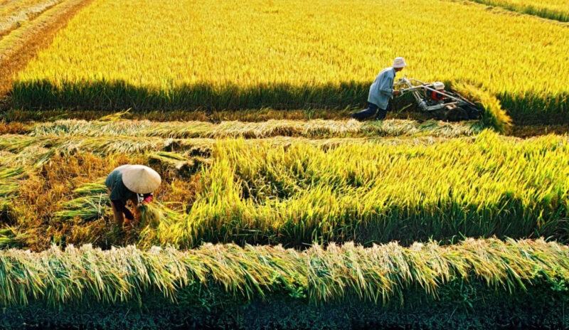 sự ra đời của nghề nông trồng lúa nước có tầm quan trọng như thế nào