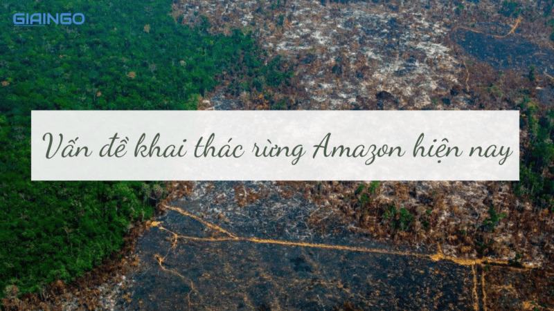 tại sao phải bảo vệ rừng amazon