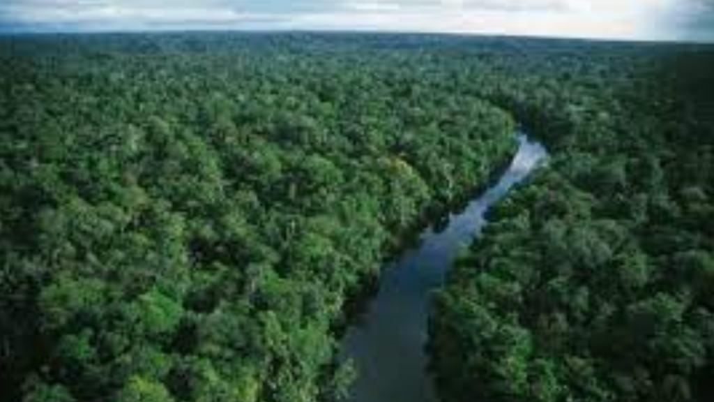 Rừng Amazon ở đâu?