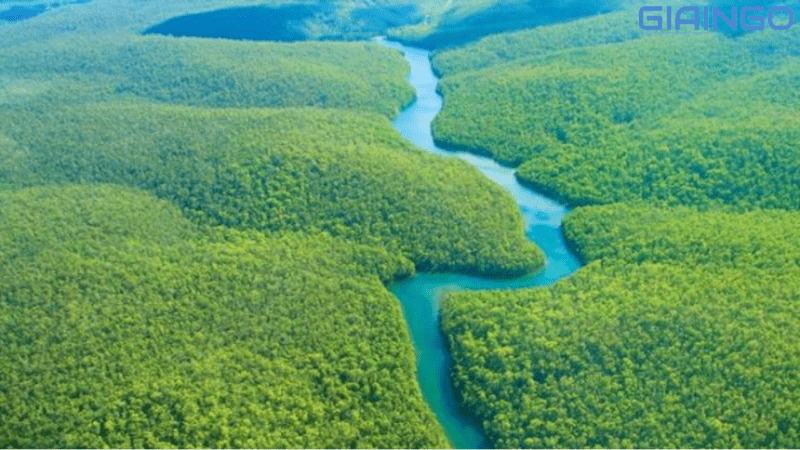 Rừng Amazon ở đâu? Các bí ẩn về ‘lá phổi xanh’ của nhân loại
