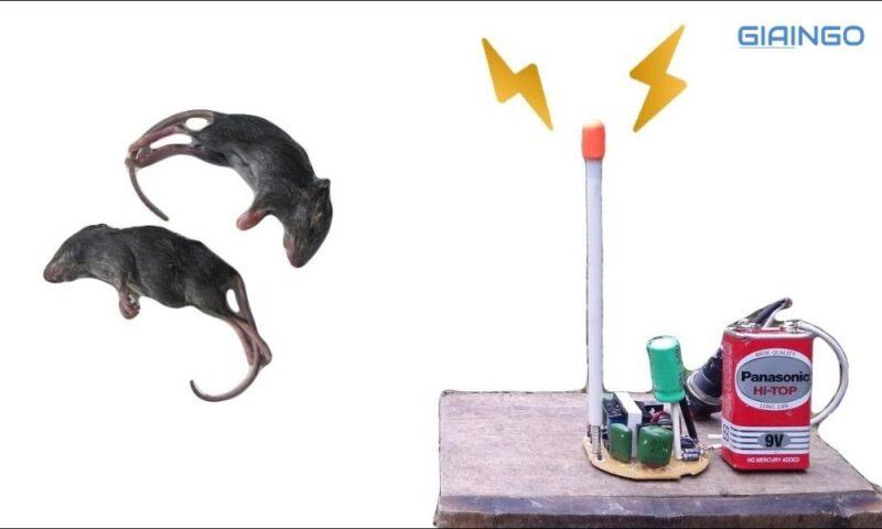 Âm thanh đuổi chuột là gì?