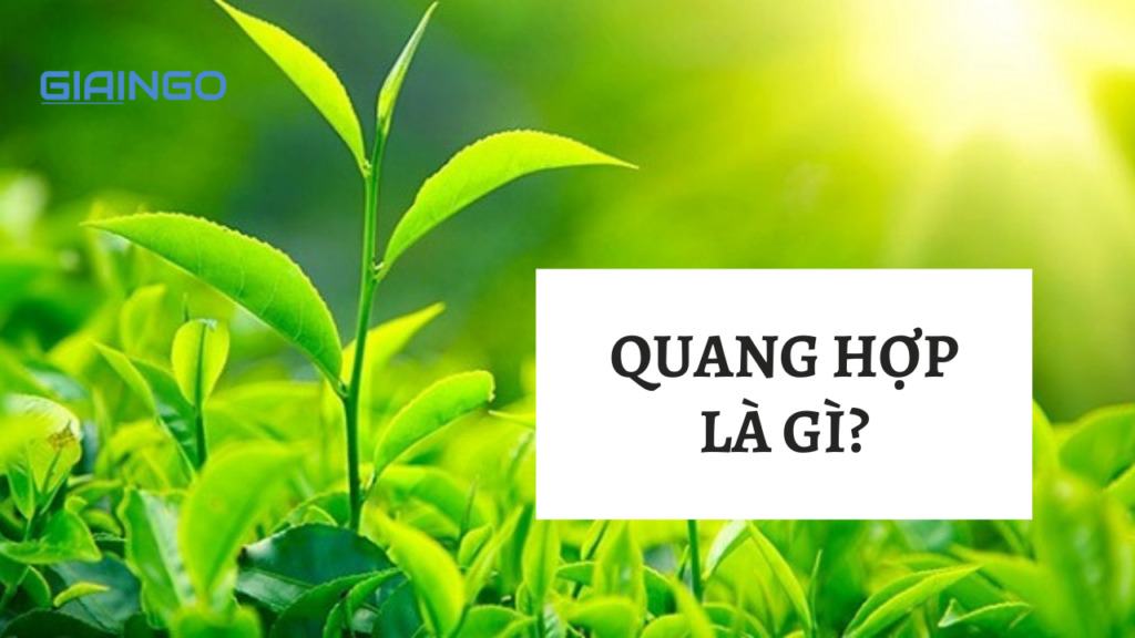Quang hợp là gì? Vai trò của quá trình quang hợp ở thực vật 1 Quang hợp là gì?