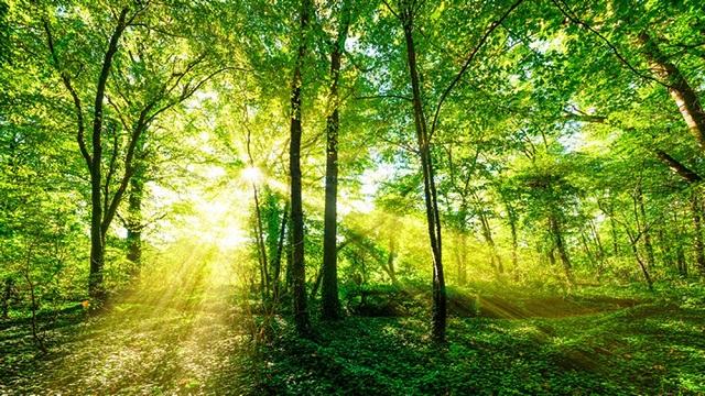 Vì sao phải tích cực trồng cây gây rừng?
