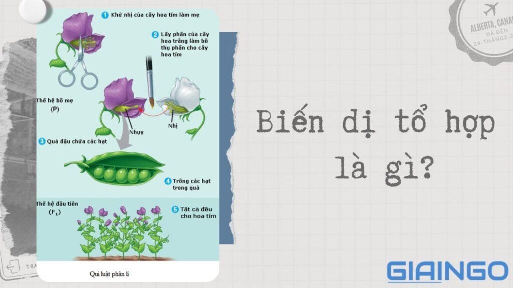 Biến dị tổ hợp là gì? Vai trò của biến dị tổ hợp 1 bien di to hop la gi