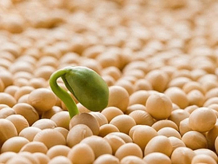 mầm đậu nành có tác dụng gì