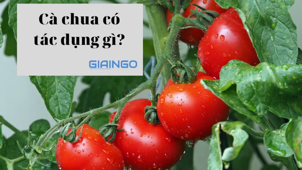Cà chua có tác dụng gì? Tác dụng của cà chua với nam giới? 1 Cà chua có tác dụng gì?