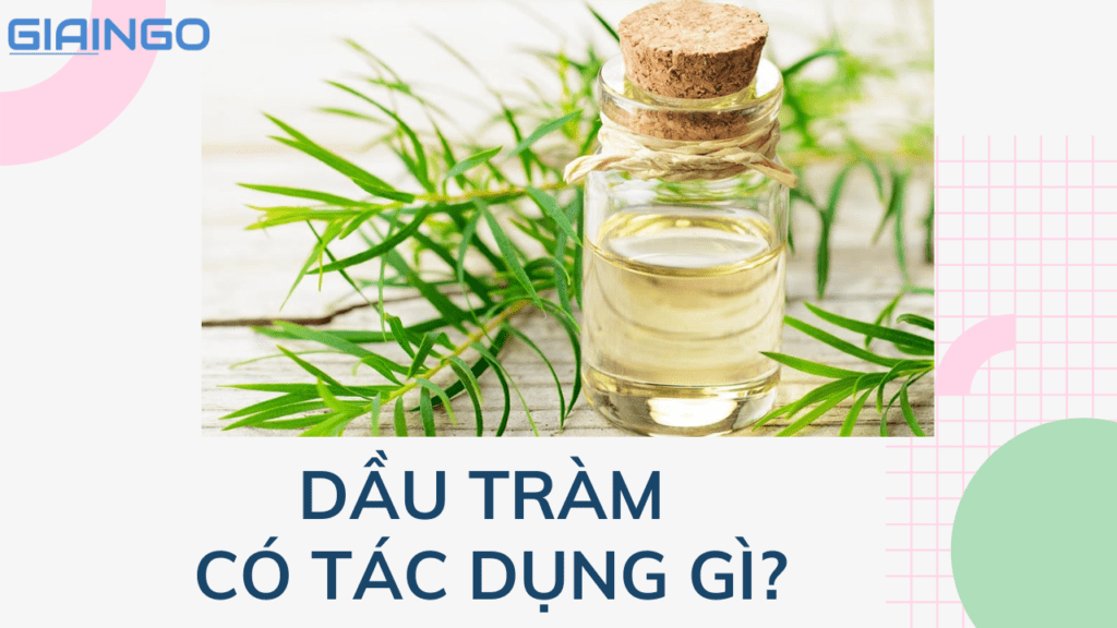 Dầu tràm có tác dụng gì? 6 công dụng tuyệt vời của dầu tràm 1 dau tram co tac dung gi