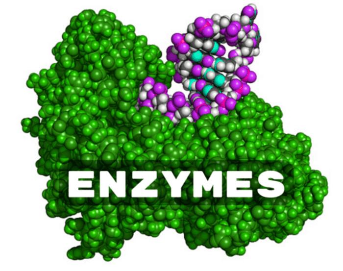 enzyme là gì