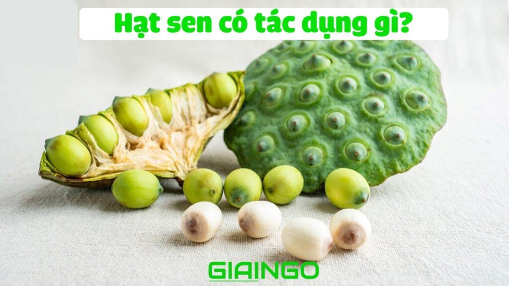 Hạt sen có tác dụng gì? 5 công dụng tuyệt vời của hạt sen 1 Hạt sen có tác dụng gì?