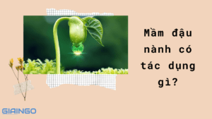 mầm đậu nành có tác dụng gì