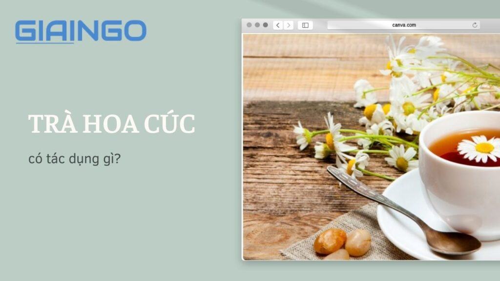 Trà hoa cúc có tác dụng gì? Cách pha trà hoa cúc đơn giản nhất 1 Trà hoa cúc có tác dụng gì?