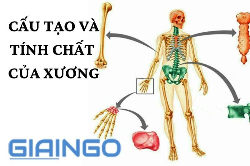 Cấu tạo và tính chất của xương? Chức năng của xương là gì? 1 Cấu tạo và tính chất của xương?