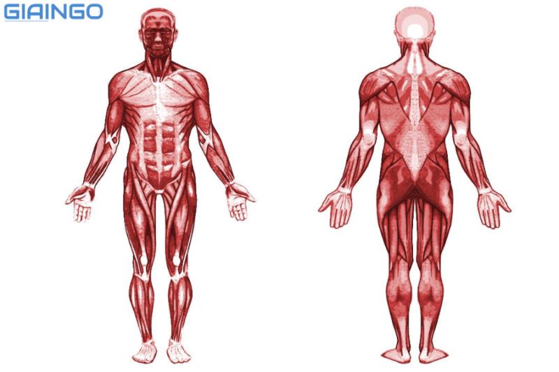 Cấu tạo và tính chất của cơ chương trình Sinh học 8, 9 1 Cấu tạo và tính chất của cơ