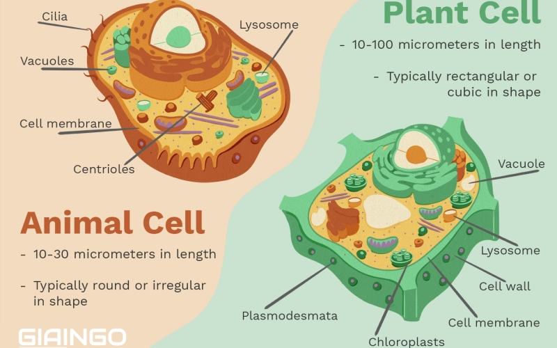 sự khác nhau giữa tế bào động vật và tế bào thực vật