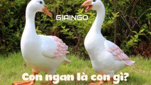 Con ngan là con gì?