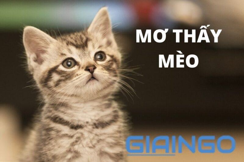 Mơ thấy mèo là điềm báo lành hay xấu? Con số may mắn khi mơ thấy mèo 1 Mơ thấy mèo