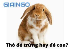 Thỏ đẻ trứng hay đẻ con?
