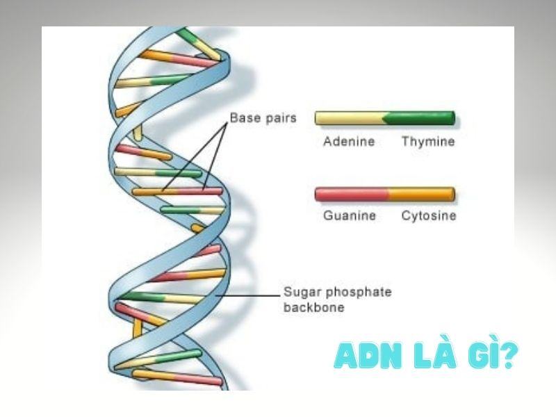 Sự khác nhau giữa ADN và ARN về cấu trúc và chức năng