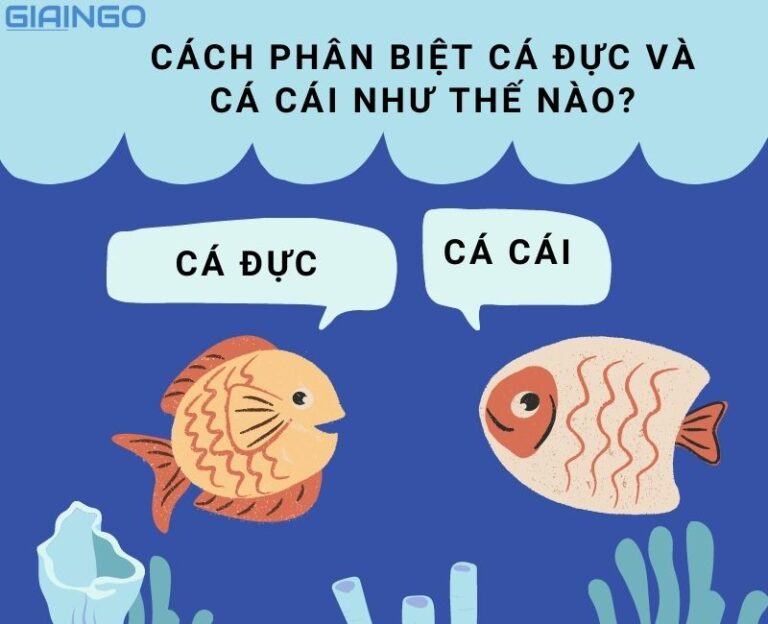 Cá đẻ Trứng Hay đẻ Con? Cách Phân Biệt Cá đực Và Cá Cái