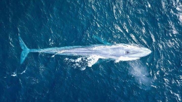 Tại sao ăn cá voi xanh?  Những bí mật thú vị về cá voi xanh ít người biết