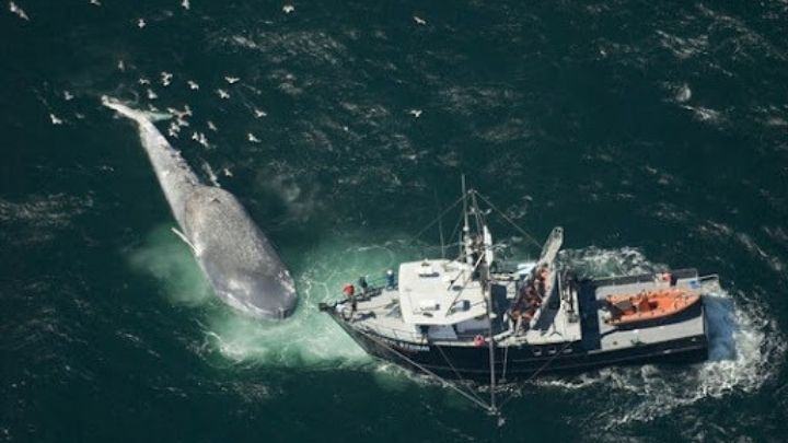 Tại sao ăn cá voi xanh?  Những bí mật thú vị về cá voi xanh ít người biết