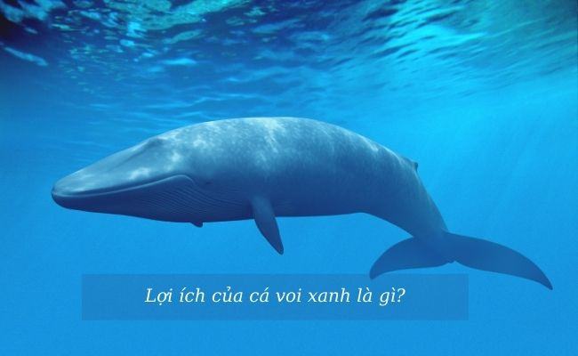 Cá voi xanh ăn gì? Bí mật thú vị về cá voi xanh ít ai biết