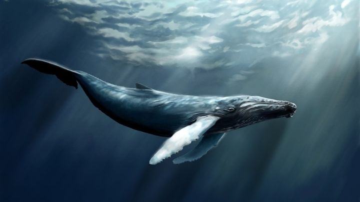 Cập nhật Cá voi xanh ăn gì? Bí mật thú vị về cá voi xanh ít ai biết