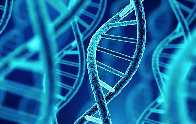 ADN là gì? Tại sao ADN lại trở nên hot dạo gần đây?