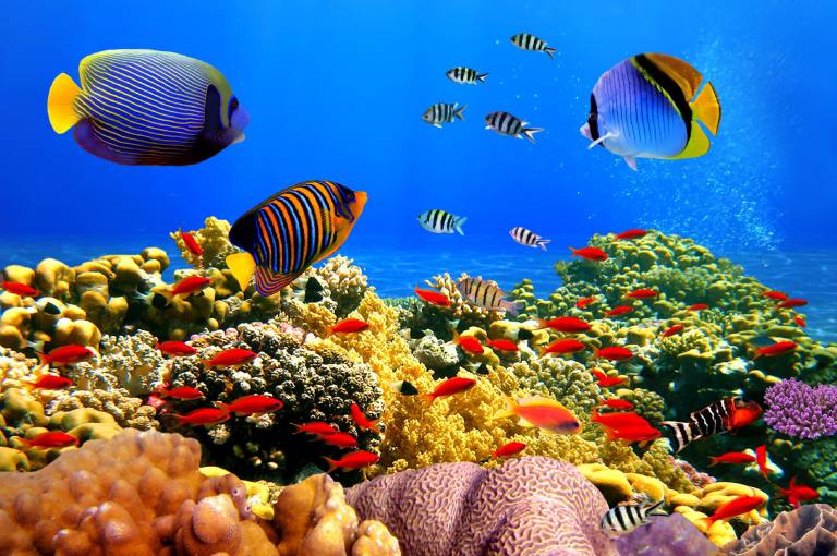 Sự khác nhau giữa san hô và thủy tức trong sinh sản vô tính mọc chồi