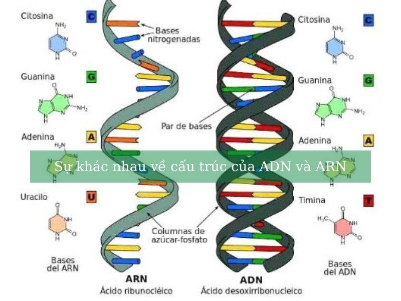 Sự khác nhau giữa ADN và ARN về cấu trúc và chức năng