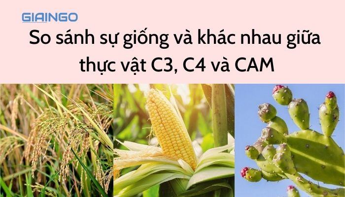 So sánh sự giống và khác nhau giữa thực vật C3, C4 và CAM
